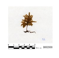 藏品(摺葉木苔)的圖片